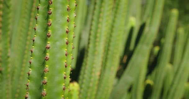 Obrovský Kaktusový Keř Zblízka Euforbia Canariensis Nebo Kanárský Ostrov Zpomalují — Stock video