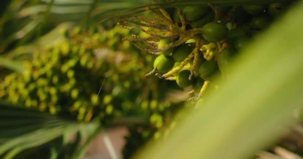 Zelené Betelové Ořechy Visící Palmě Areca Areca Catechu Tropická Rostlina — Stock video