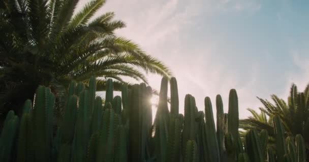 Enorma Kaktusbuskar Närbild Euphorbia Canariensis Eller Kanariefågel Slow Motion Växtsymbol — Stockvideo