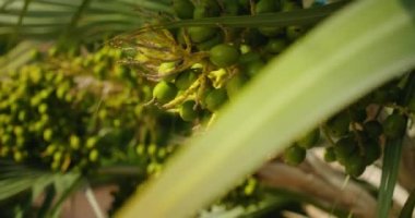 Areca palmiyesinde asılı yeşil betel fındık meyveleri. Areca catechu. Tropik bitkiler yavaş çekimde..
