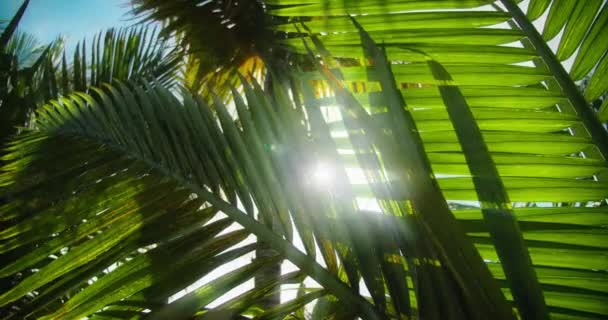 热带椰子树棕榈叶在风中摇曳 阳光照射下 夏天背景 慢镜头特写 防晒霜 — 图库视频影像