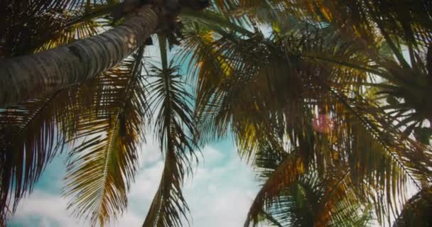 棕榈树的底部可以看到阳光透过树枝在风中摇曳 仰望蓝天下的椰子树 — 图库视频影像