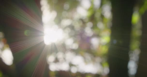 Paprsky Slunečního Světla Pronikají Listím Koruny Stromů Krásné Přírodní Zelené — Stock video
