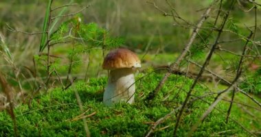 Vahşi kozalaklı ormanda yetişen Porcini mantarı. Boletus edulis. Yenilebilir mantarlar. Mantar, miselyumu korumak için yosunlardaki deliği kapatıyor. Çevre dostu ürünler. Kimse.