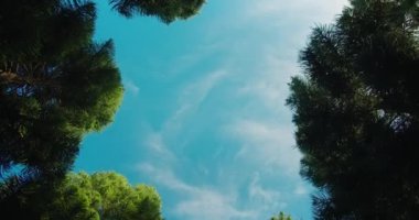 Kozalaklı ağaçların tepeleri Araucaria heterofilla. Uluslararası Ormanlar Günü. Doğayla birlik. Çevresel koruma. Ekoloji. Unesco mirası.