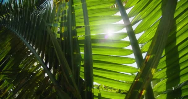 近照的阳光穿过绿叶棕榈树 早上阳光普照的自然 夏天的背景 椰子叶在阳光下在风中摇曳 慢动作防晒霜 — 图库视频影像