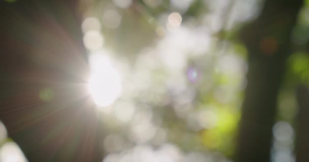 Paprsky Slunečního Světla Pronikají Listím Koruny Stromů Krásné Přírodní Zelené — Stock video