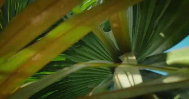 Slow Motion Bewegende Schot Onder Palmbomen Met Prachtige Zonnestraal Glinsteren — Stockvideo