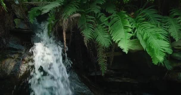 小さな小川と滝によってシダの茂みが成長します 新鮮な冷たい山の水 — ストック動画