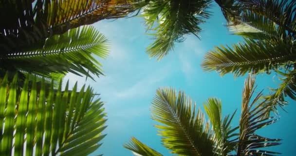 Пальми Тлі Яскравого Сонячного Блакитного Неба Пляж Тропічному Острові Кінематографічний — стокове відео