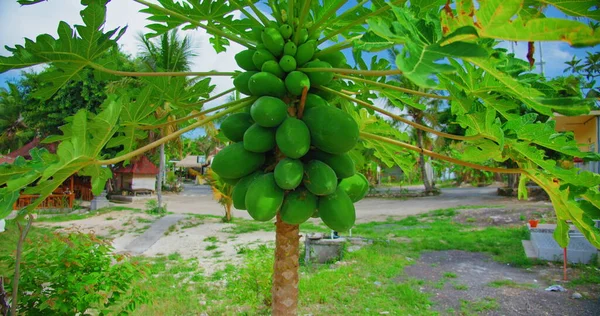 Tropische Fruitboom Verse Groene Papaya Opknoping Stam Silhouet Van Een Stockfoto