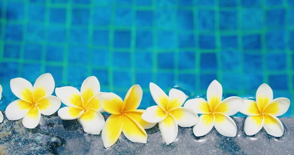Tropische Bloemen Frangipani Plumeria Drijven Het Water Spa Zwembad Vrede Stockfoto