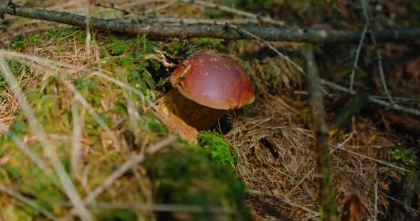 버섯의 계절은 숲이다 가을에 Porcini Spruce Stump 유기농 식품을 — 비디오