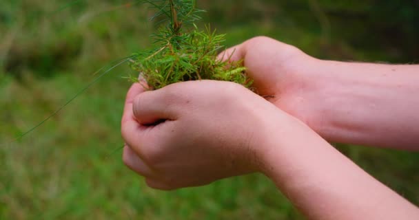 針葉樹の緑の森の背景を持つ人間の手の中に小さなトウヒ 松の実生 若い木の概念を植える 地球を救え クローズアップスローモーションハンドヘルド映画ビデオ — ストック動画