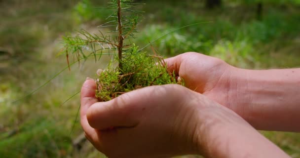 Small Spruce Human Hands Coniferous Green Forest Background Pine Seedling — Vídeo de Stock