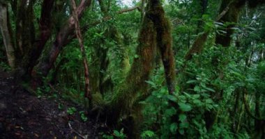 Tenerife 'deki Anaga Kırsal Parkı' ndaki defne ormanındaki ağaçlar. Karanlık sisli bir manzara. Dünya Vahşi Yaşam Günü.