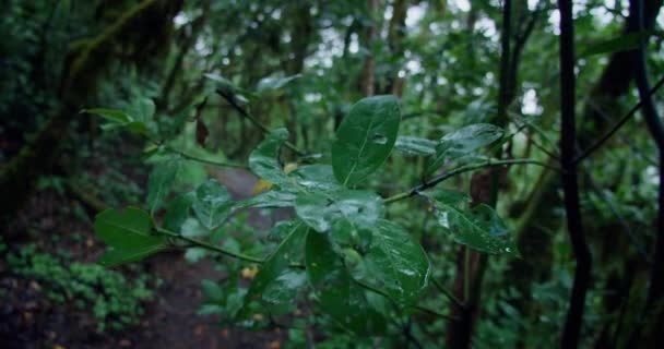 在安纳加农村公园Tenerife的黑暗月桂树森林里 潮湿的绿叶 有雾滴的特写叶子 — 图库视频影像
