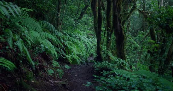 Naturmystischer Lorbeerwald Mit Wanderweg Bei Trübem Nebelwetter Auf Der Insel — Stockvideo