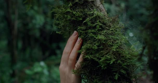 Weibliche Finger Berühren Sanft Baumrinde Die Mit Grünem Üppigem Moos — Stockvideo