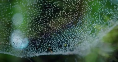 Karanlık, ürkütücü Laurel Ormanı 'na düşen ıslak örümcek ağına yakın çekim. Yağmurdan sonra sisli hava. Ormanda geçmişi bulanık. Yazın makrokozu.