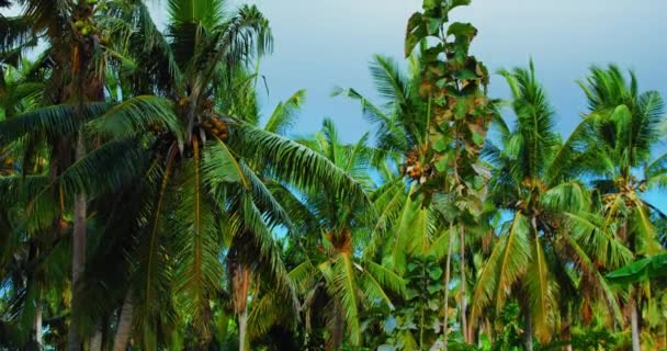 Drzewa Kokosowe Błękitne Niebo Piękne Tło Dłoni Las Deszczowy Las — Wideo stockowe