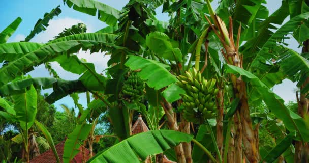 Φυτεία Μπανάνας Δέσμες Πράσινων Φρούτων Στους Φοίνικες Τροπικό Δάσος Σχεδιασμός — Αρχείο Βίντεο