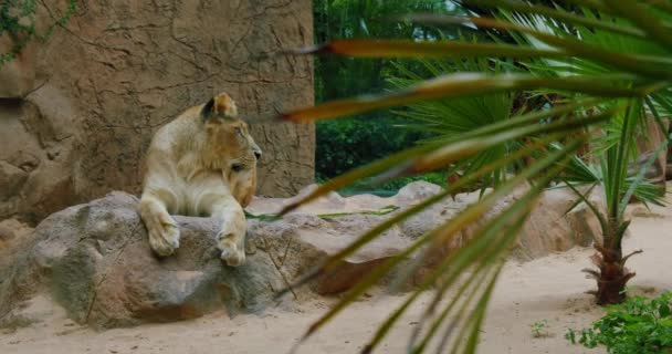 Lionne Asiatique Colorée Fixe Lionne Regarde Attentivement Belle Lionne Reposant — Video