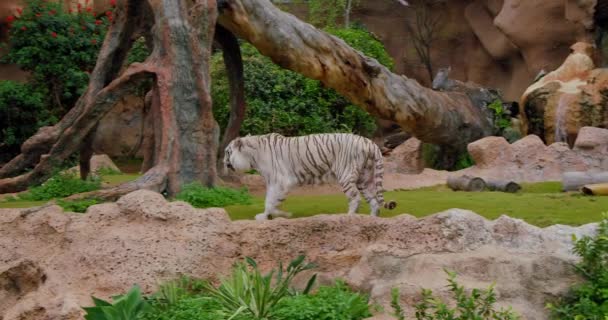 Tigre Blanco Bengala Camina Más Despacio Mientras Mira Cámara Cámara — Vídeo de stock