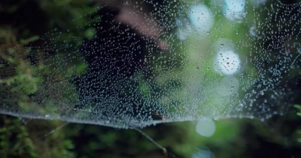 暗い不気味な月桂樹の森の中で低下した湿式クモの巣のクローズアップ 雨の後の霧の天気 森の中で背景がぼやけている 夏のマクローム — ストック動画