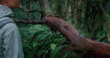Yürüyüş yapan kadın yağmur ormanlarında yürüyor. Kıza arkadan bakmak, yoğun defne ormanlarında doğanın tadını çıkarır. Dişi el ağaç kabuğuna dokunur. Ağır çekimde yakın çekim.