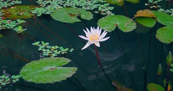 Rosa Lotus Vatten Lilja Blomma Och Gröna Blad Vatten Damm — Stockvideo