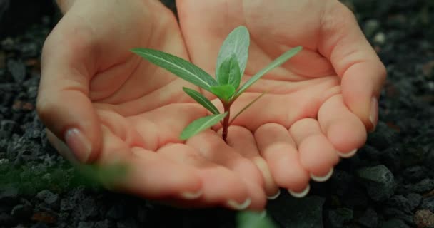 Concept Jour Terre Les Mains Humaines Protègent Soigneusement Les Plantes — Video