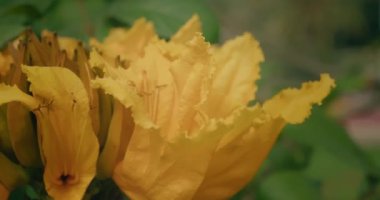 Afrika Lale Ağacı sarı çiçeği vahşi doğada sapına yakın çekim. Spatodea campanulata.