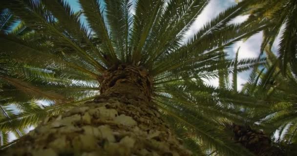 Palmy Kokosowe Widok Dołu Plaża Tropikalnej Wyspie Światłem Słonecznym Ruch — Wideo stockowe
