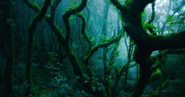 Ліс Mystic Laurel Пішохідною Доріжкою Хмарну Туман Погоду Острові Тенерифе — стокове відео