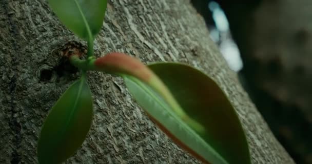新的绿芽叶长在菲克斯树干上 特写慢动作电影视图 地球日的概念 世界环境教育日 — 图库视频影像