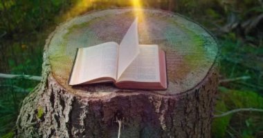 Kutsal İncil. Doğal bir arka plan üzerine kutsal kitabı aç. Orman doğası. Güneş ışınları sayfalara düşüyor. Koca bir kütük. Yakın plan. Kimse..
