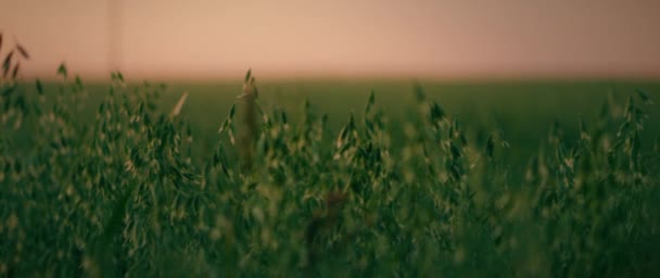 Zöld Zab Mező Naplementekor Szcenikus Nyári Táj Mezőgazdasági Betakarítás Agribusiness — Stock videók