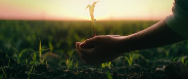 Weibliche Hände Pflanzen Bei Sonnenuntergang Einen Spross Die Schwarze Erde — Stockvideo