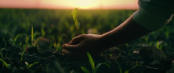 Vrouwelijke Handen Planten Een Spruit Zwarte Grond Bij Zonsondergang Landbouw — Stockvideo