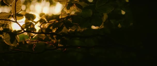 Ranní Slunce Proniká Hustým Listím Temného Lesa Les Slunečními Paprsky — Stock video