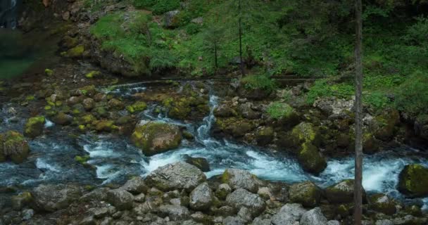 Arroyo Montañoso Con Aguas Cristalinas Fluye Bosque Coníferas Pinos Río — Vídeos de Stock