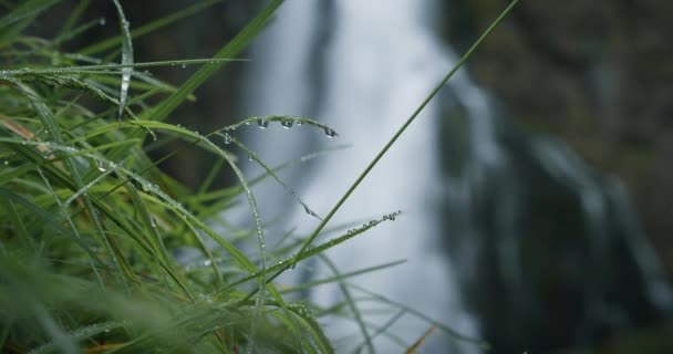 在瀑布的背景下 绿草上有雨滴 高尔夫球手在奥地利摔了一跤 在Golling Salzach的自然景观 — 图库视频影像