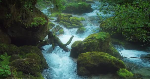 Górski Potok Krystalicznie Czystą Wodą Płynie Lesie Iglastym Sosny Rzeka — Wideo stockowe