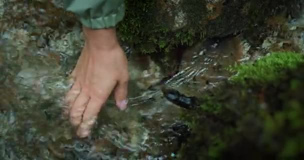 Женщина Касается Воды Опускает Руку Холодный Чистый Горный Ручей Чистая — стоковое видео