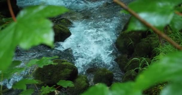 Torrente Montagna Con Acque Cristalline Scorre Nella Foresta Conifere Pinete — Video Stock