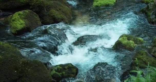针叶林中山溪流水清澈晶莹 奥地利戈林格瀑布的松树和河流 — 图库视频影像