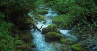 Kristal berrak suyu olan dağ deresi kozalaklı ormanlarda akar. Avusturya 'da çam ağaçları ve Gollinger nehri. Bahar nehri.