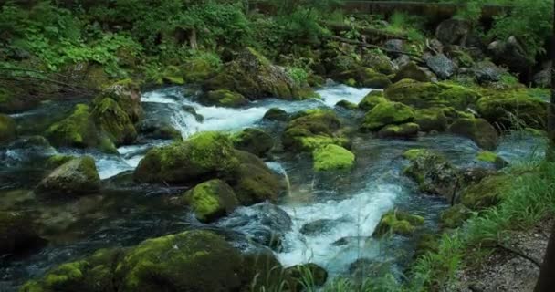 针叶林中山溪流水清澈晶莹 奥地利戈林格瀑布的松树和河流 — 图库视频影像