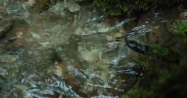 Kadınların elleri hızlı nehirden palmiyelere su çeker. Dünya Su Günü konsepti. Doğayla Birlik.